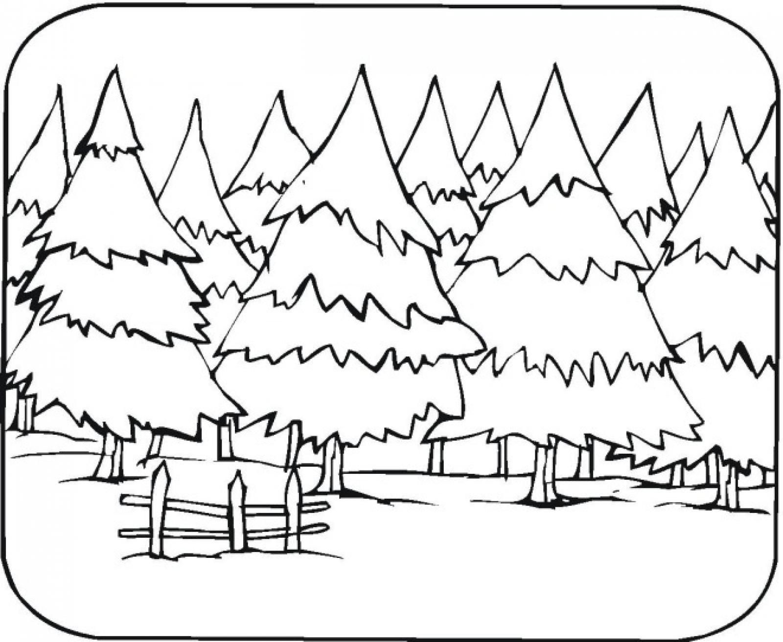 Enchanted Forest
