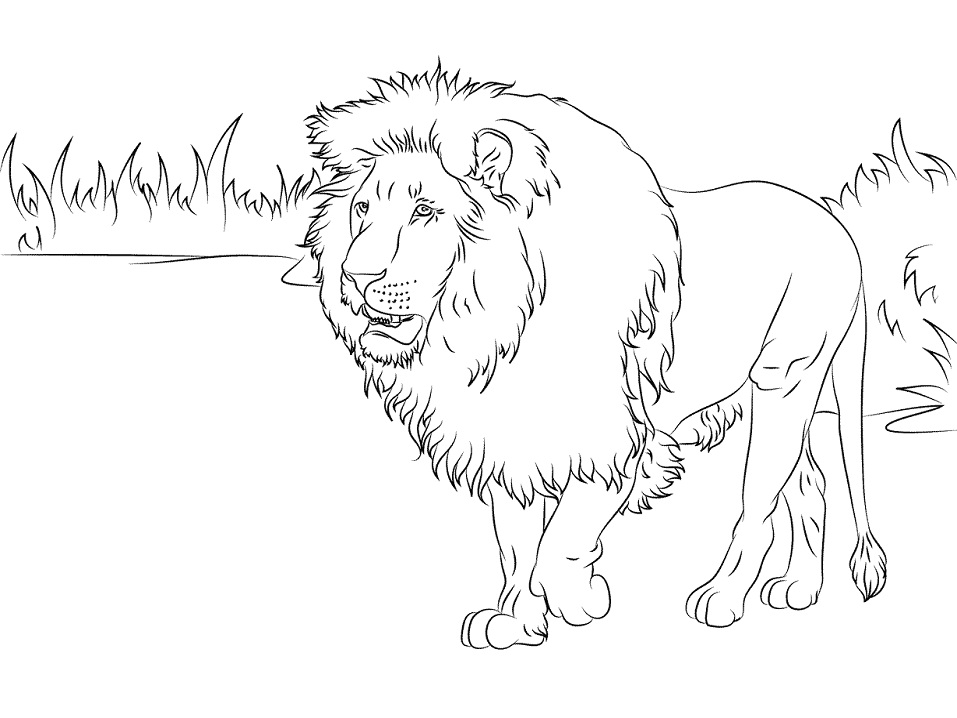 Gorgeous Lion