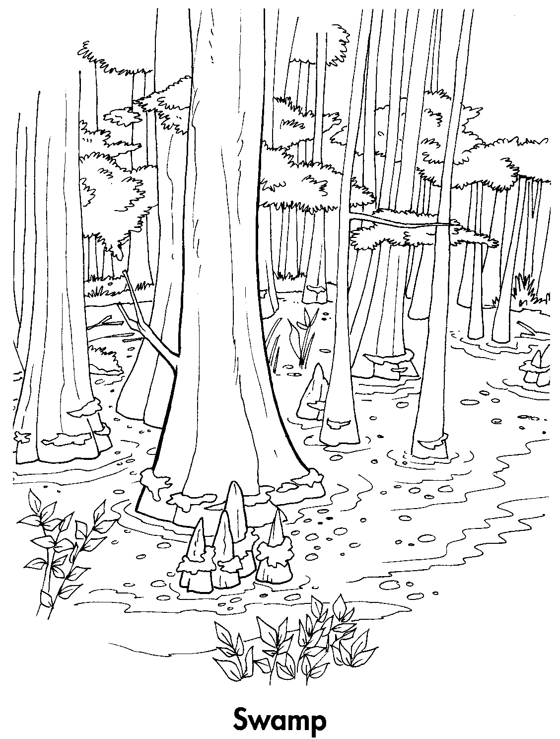 Swamp in the Forest