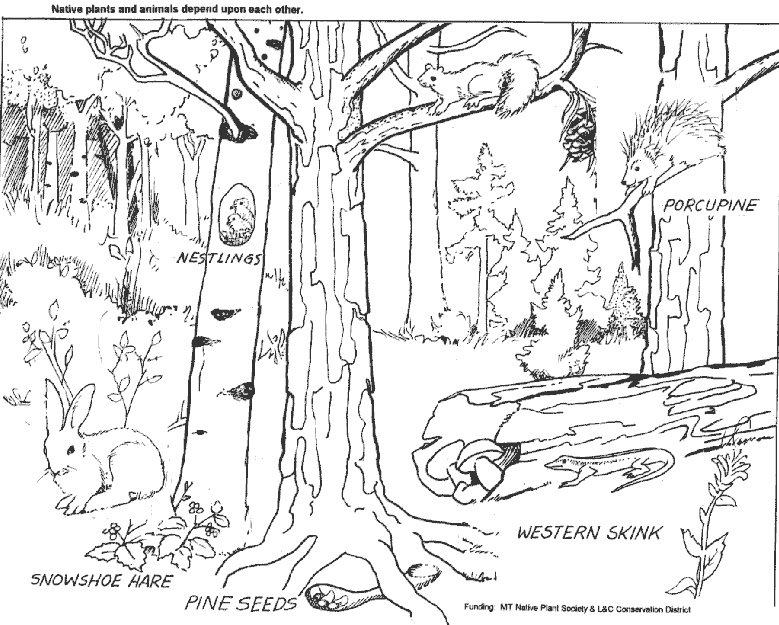 Deciduous Forest