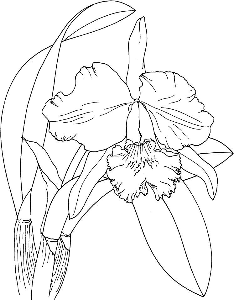 Cattleya Easter Orchid
