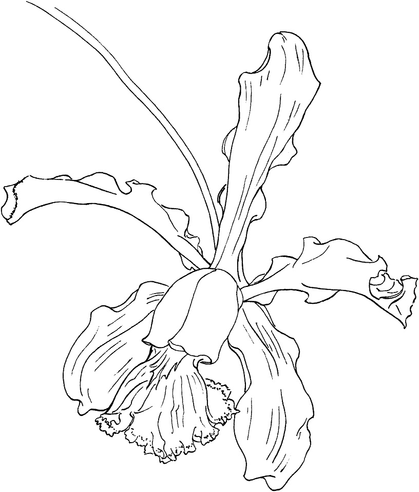 Cattleya Schilleriana Orchid