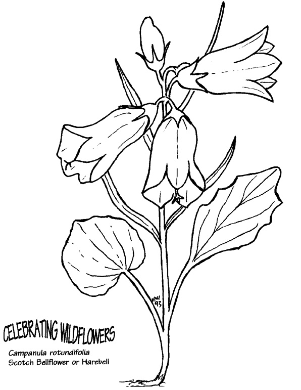 Scotch Bellflower