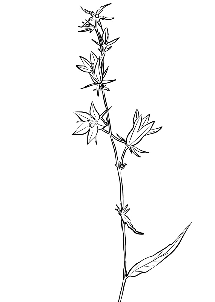 Field Bellflower